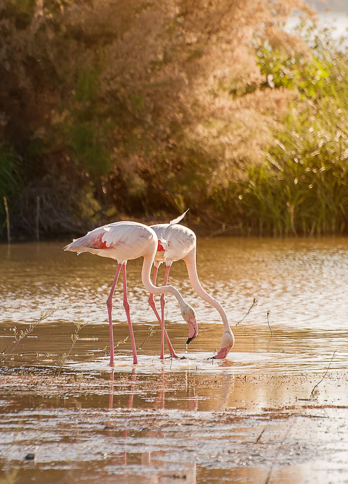 600 flamingo chicks ringed at Fuente de Piedra