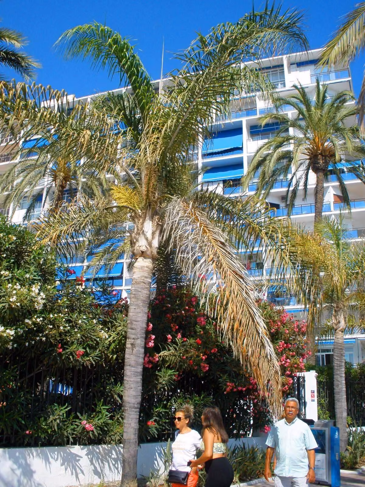The Paseo Marítimo, Marbella's seafront promenade, in October